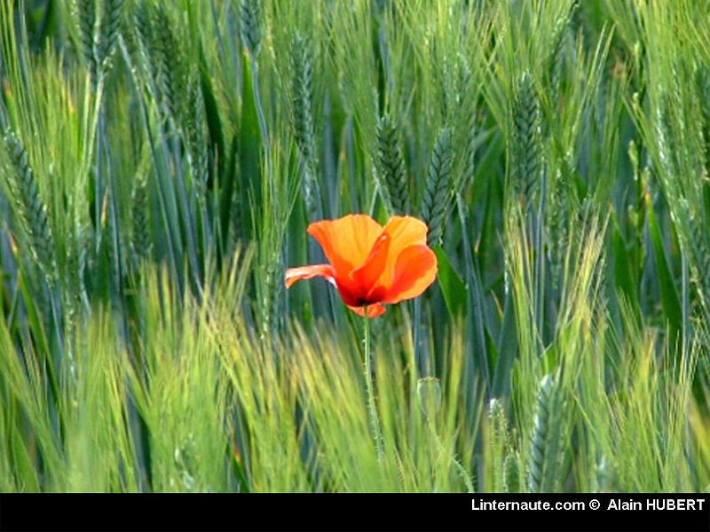 Fond ecran (1)